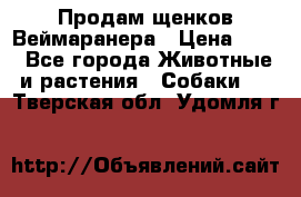 Продам щенков Веймаранера › Цена ­ 30 - Все города Животные и растения » Собаки   . Тверская обл.,Удомля г.